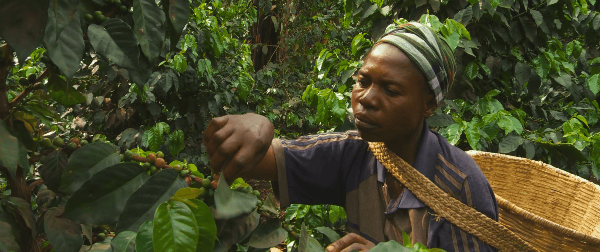 OR coffee recipe: Congo Amka Mlimaji for filter