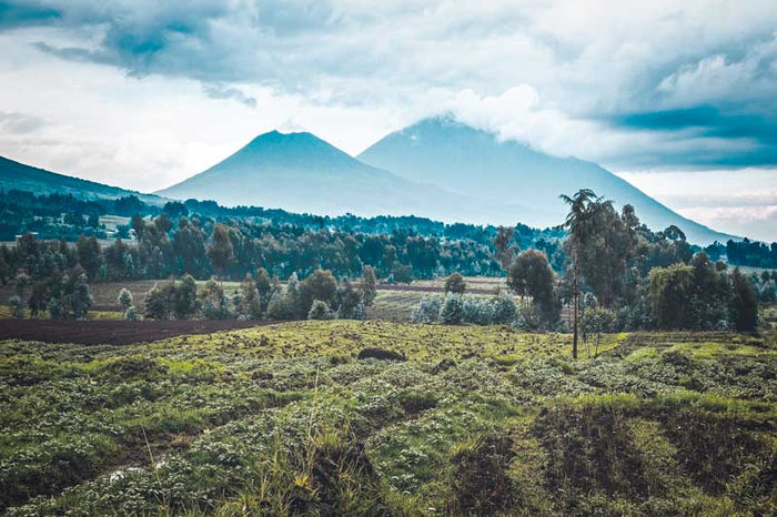 Burundi - Munkaze washed for filter
