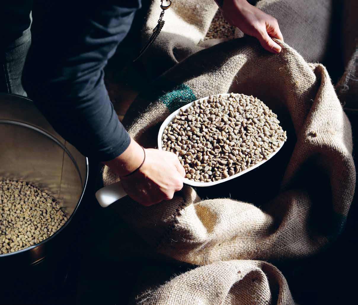 Arabica vs Robusta : quelles sont les différences ?