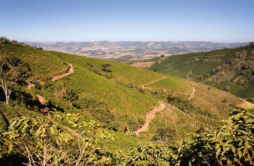 Chaque pays producteur de café a des caractéristiques uniques