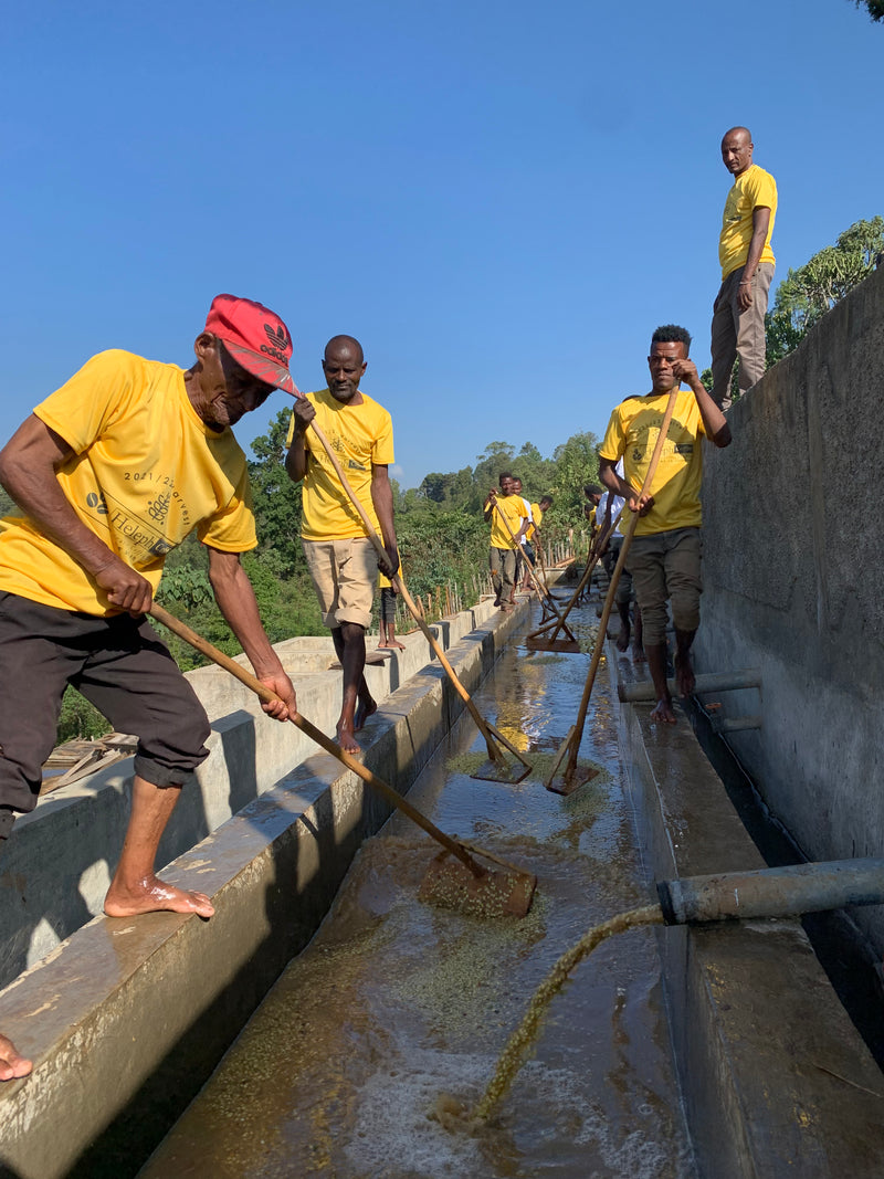 Comment il est torréfié