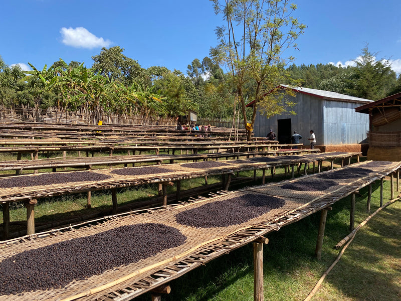 TOUT SUR L'ÉTHIOPIE – Ayele Tulu pour Filtre