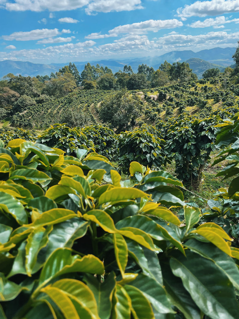 Le voyage du café biologique de la ferme à la tasse chez OR Coffee