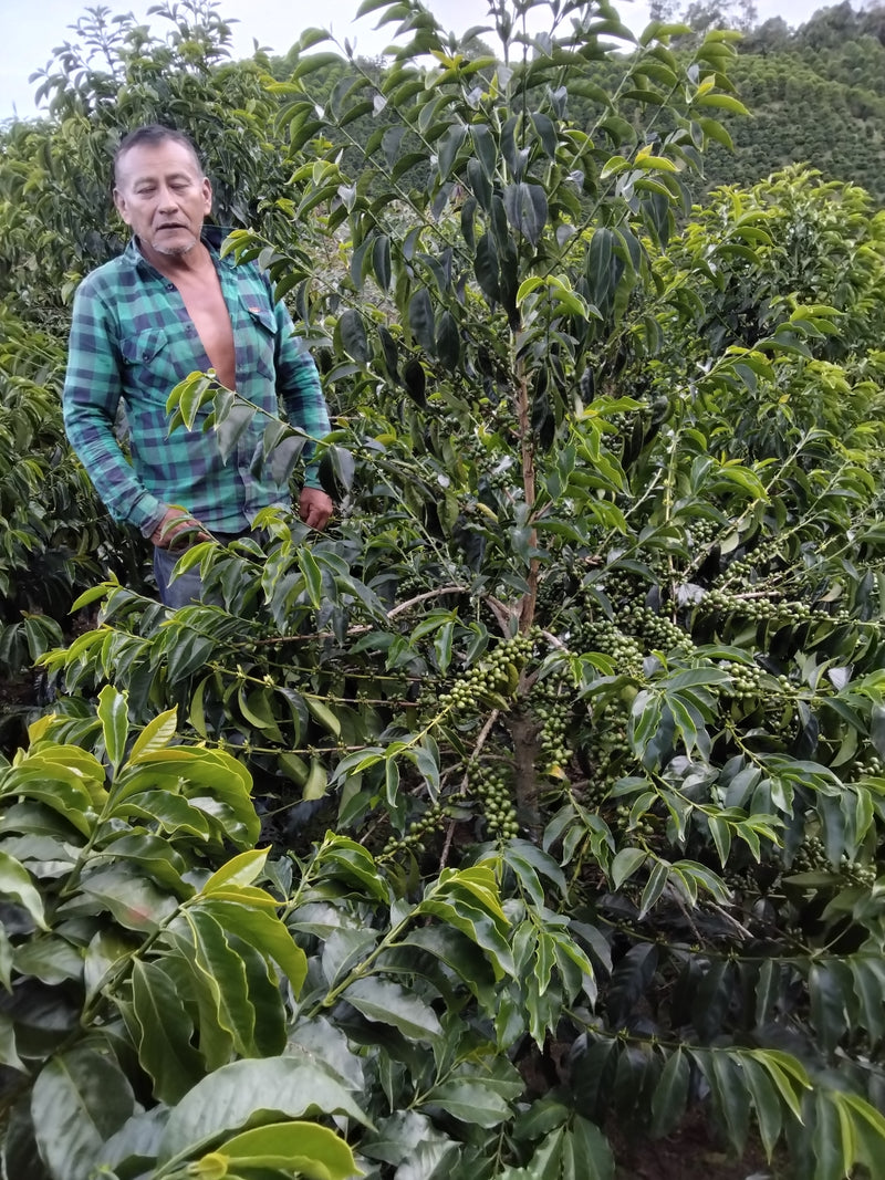 TOUT SUR LA COLOMBIE – Las Pulgas pour Filtre