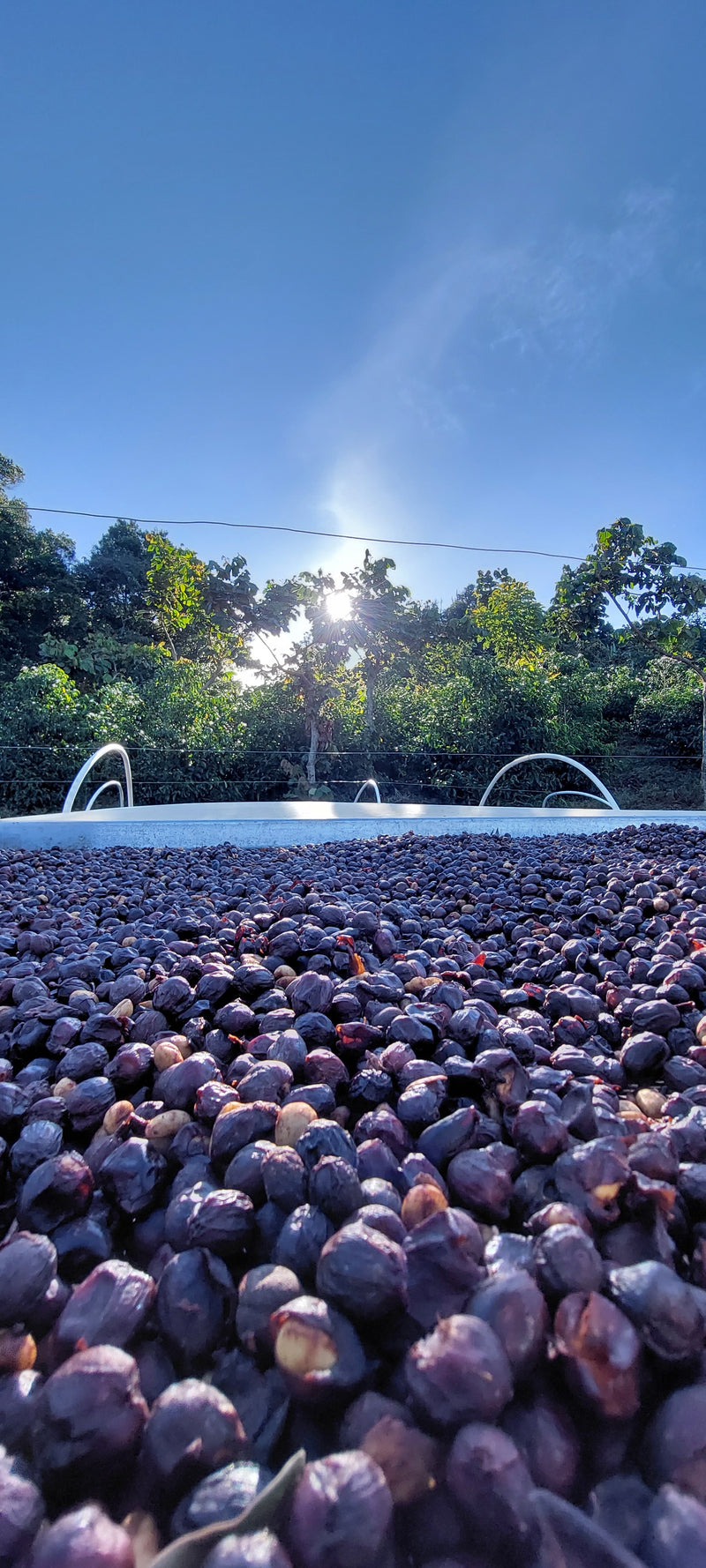 3. Processus de torréfaction