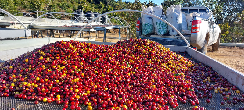 4. Comment apprécier ce café