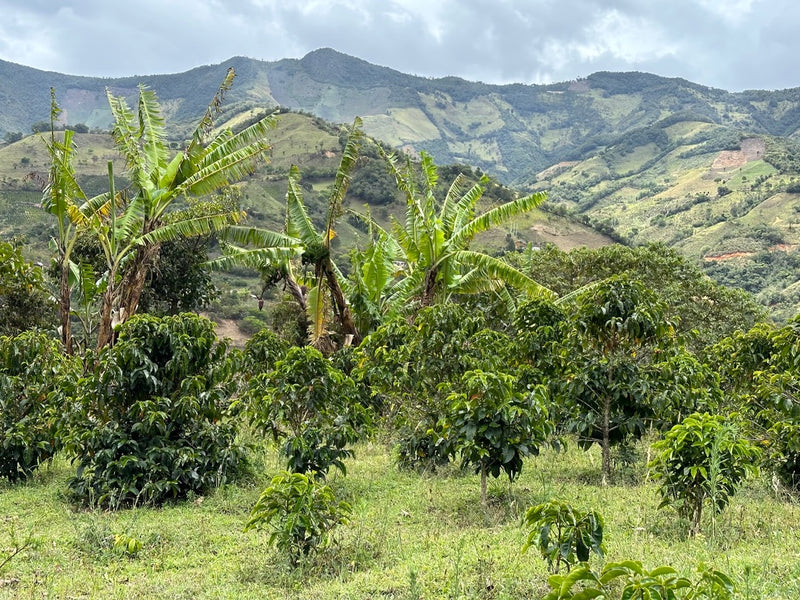 ALL ABOUT COLOMBIA – Finca Medina Espejo for Filter