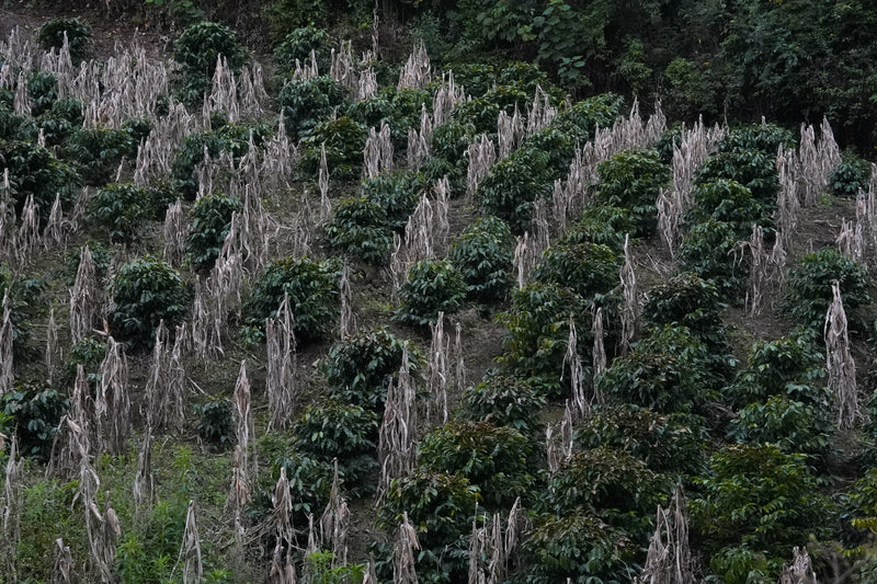 Comment il est torréfié