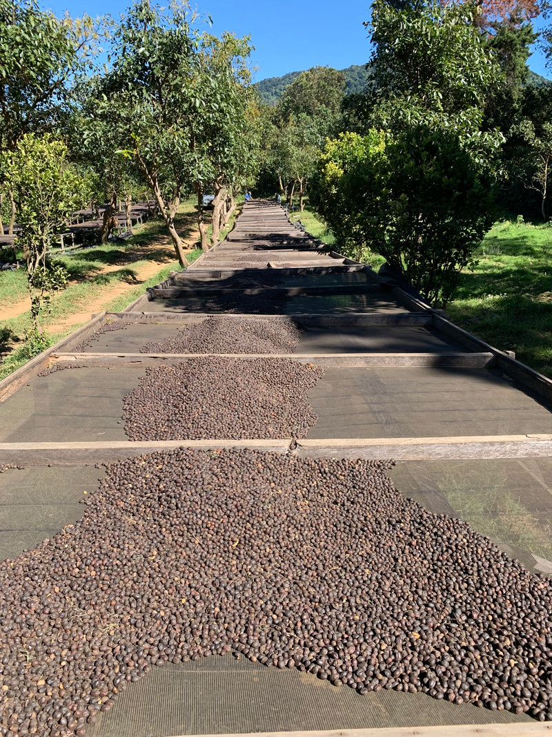 TOUT SUR EL SALVADOR – El Angel pour Espresso