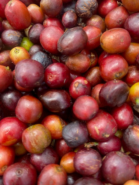 2. Qu'est-ce qu'un Peaberry ?