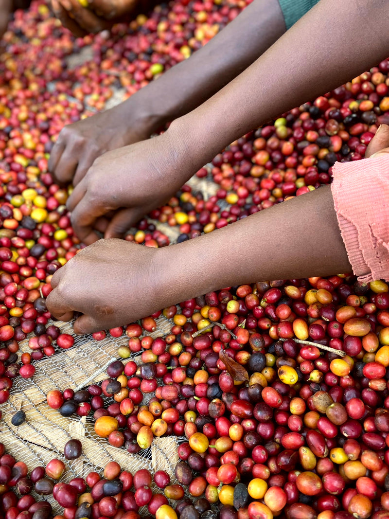Les avantages du café biologique certifié Bio