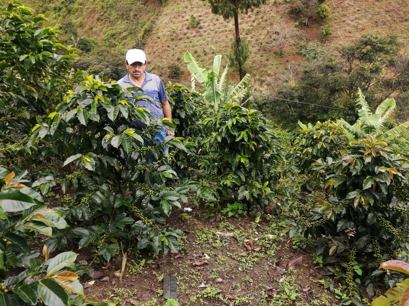 ALL ABOUT COLOMBIA – El Credo for Filter