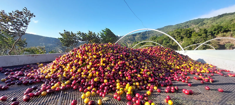 TOUT SUR LE COSTA RICA - San Isidro pour espresso
