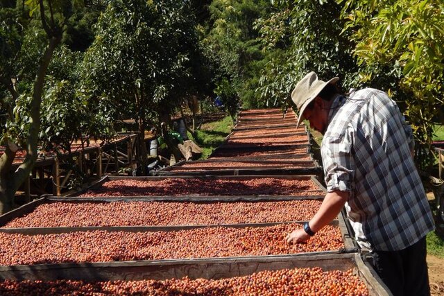 ALL ABOUT EL SALVADOR – Los 3 Potros for Espresso